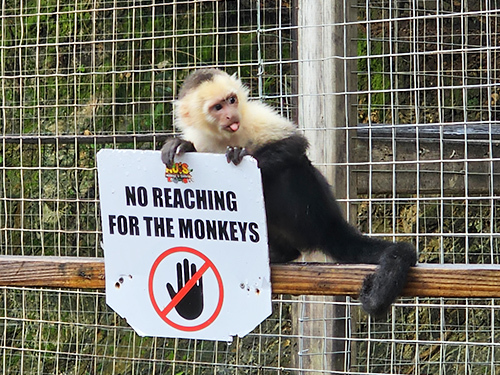 Roatan Honduras monkey Trip Reviews