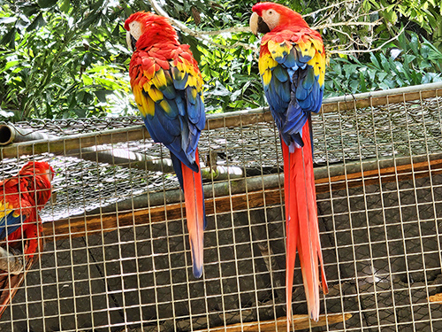 Roatan monkey Tour Prices
