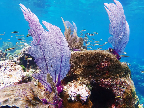 Roatan beach bradys cay Excursion Tickets