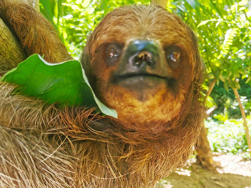 Roatan snorkel Tour Reservations