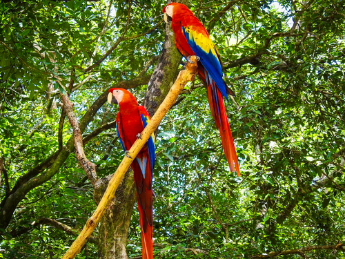 Roatan Private Chocolate Rum cake Factory, Sightseeing and Beach Break Excursion 