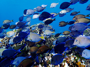 Roatan Relaxed Drift Snorkel, Monkey and Sloth Hangout and Beach Break Excursion