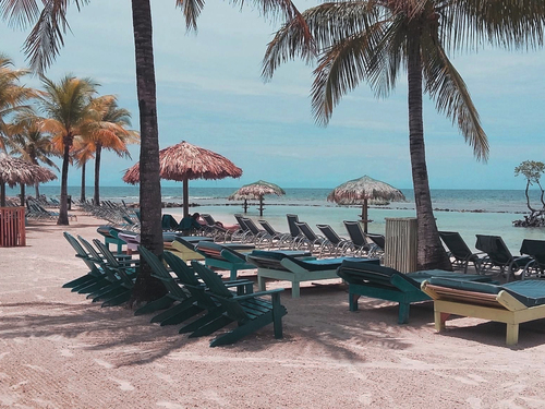 Roatan sloth Tour Tickets