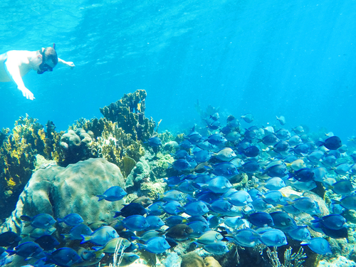 Roatan Roatan Experience Excursion Prices