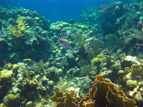 Roatan Semi Sub Glass Bottom Boat Barrier Reef Excursion