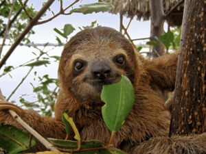 Roatan Sloth Farm and Little French Key Beach Break Excursion