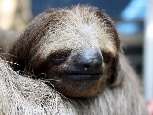 Roatan Sloth Farm and Little French Key Island Beach Excursion with Round-Trip Transport
