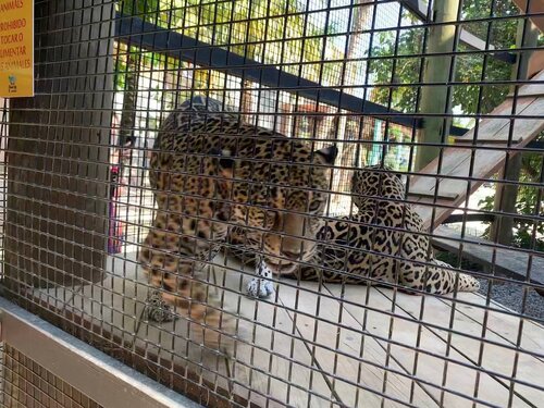Roatan Sloth Farm and Little French Key Island Beach Excursion with Round-Trip Transport