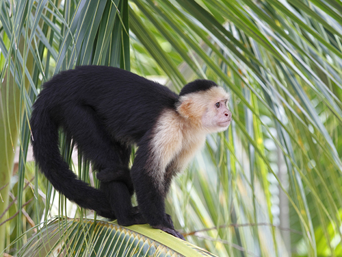 Roatan Sloths ATV Cruise Excursion Prices
