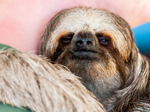 Roatan Sloths ATV Cruise Excursion Prices