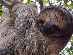 Roatan Southside Snorkel, Monkey and Sloth Park Excursion