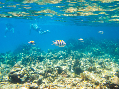 Roatan Swimming Snorkel Trip Tickets