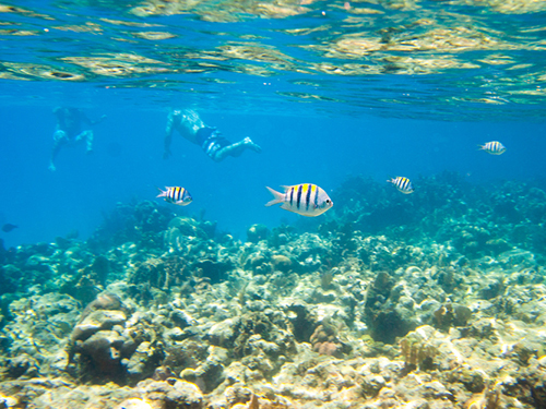 Roatan Snorkel Adventure Trip Prices
