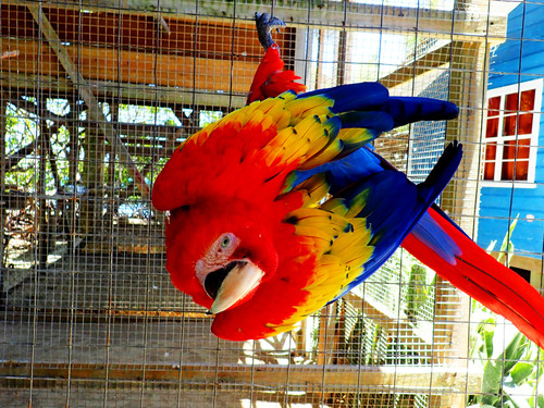 Roatan Roatan Experience Cruise Excursion Booking