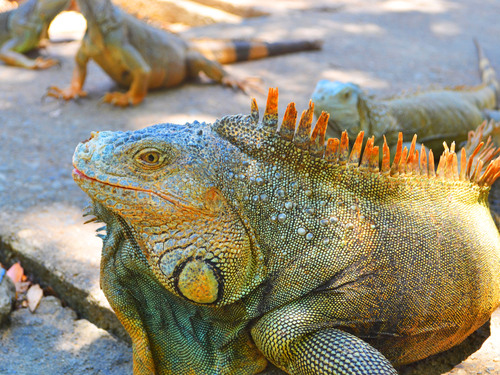 Roatan Zipline Park, Iguana Farm, Reef Snorkel, and Beach Excursion Combo