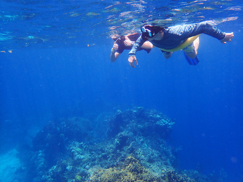Roatan Zipline Park, Iguana Farm, Reef Snorkel, and Beach Excursion Combo