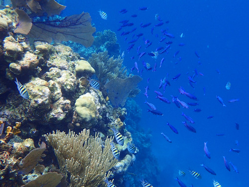 Roatan Roatan Experience Cruise Excursion Booking