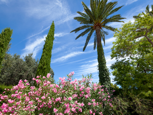 Monte Carlo Matisse Museum Shore Excursion Booking