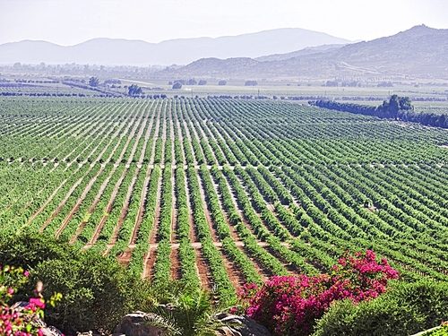 Ensenada vineyard Reservations