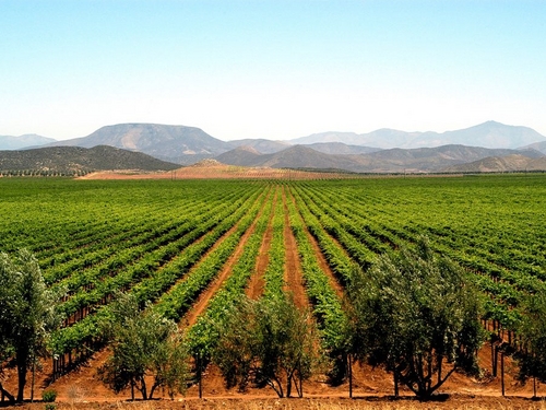 Ensenada wine tasting Trip