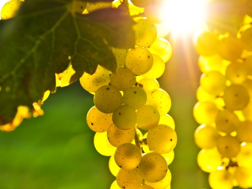 San Francisco vineyards sightseeing Shore Excursion Cost