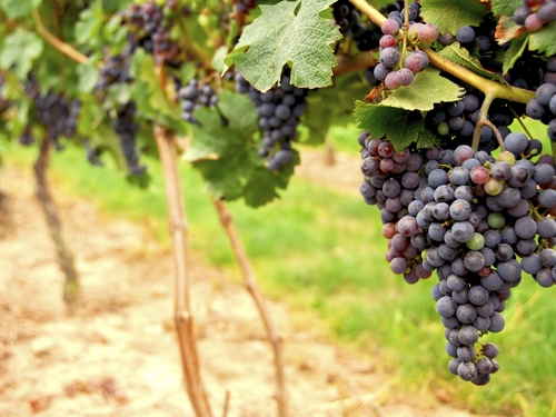 San Francisco winery sightseeing Shore Excursion Prices