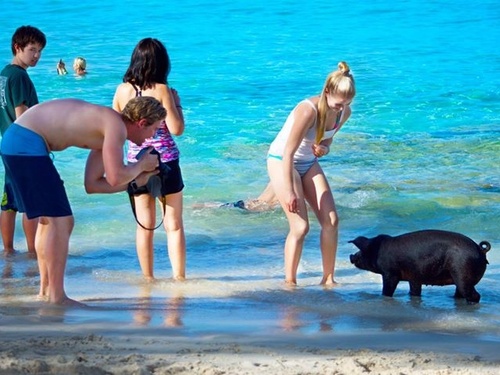 Nassau Bahamas Sandy Toes Beach Excursion Reviews