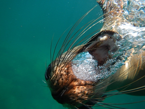 Ensenada guided snorkel Excursion