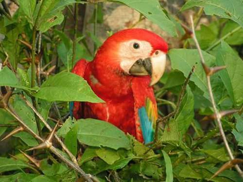 Puerto Caldera Costa Rica countryside drive Cruise Excursion Tickets
