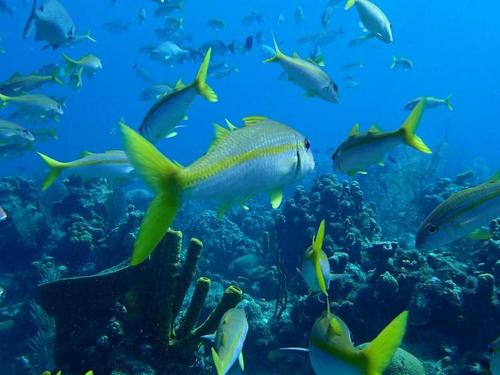 Grand Cayman dive Shore Excursion Booking
