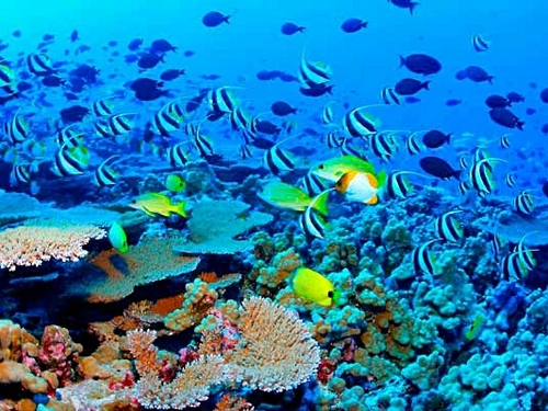 Cozumel  Mexico colorful coral Tour