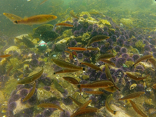 Ensenada underwater world Reviews