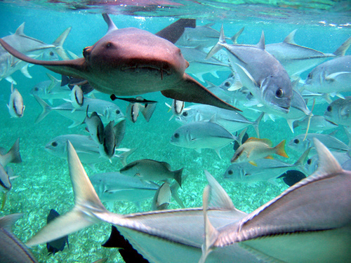 Belize boat snorkeling Excursion Reviews