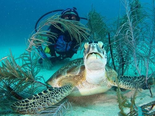 St Maarten certified scuba dive Excursion Reservations
