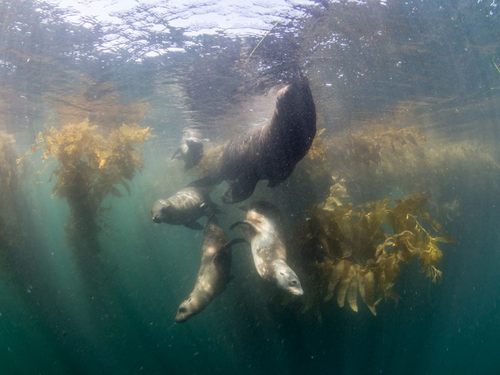 Ensenada real dive experience Tickets