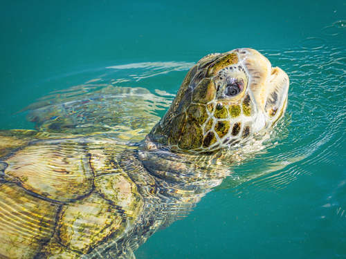 Cayman Islands turtle conservation Tour Prices
