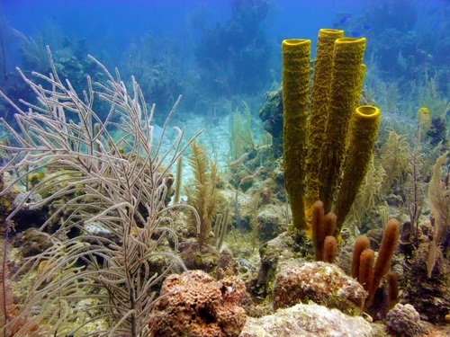 Roatan Honduras glass bottom boat Tour Tickets