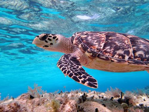 Cozumel  Mexico snorkeling Reservations