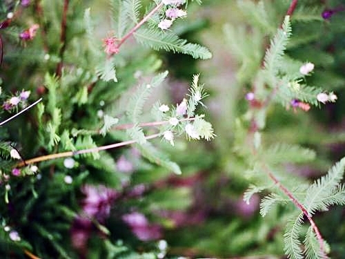 Fort Lauderdale  Florida aligators Trip Reviews