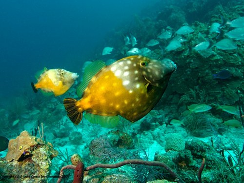 Nassau Bahamas snuba and snorkel Trip Cost