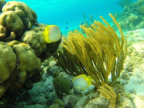 Grand Cayman George Town scuba diving Trip Prices