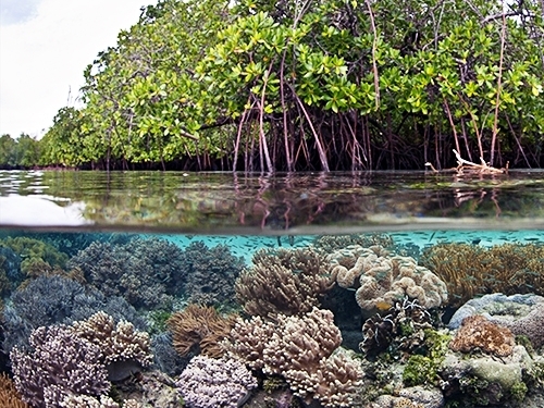 St. Thomas manglar reef Excursion Prices