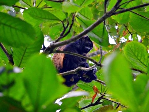 Puerto Limon Costa Rica tortuguero canal Shore Excursion Booking