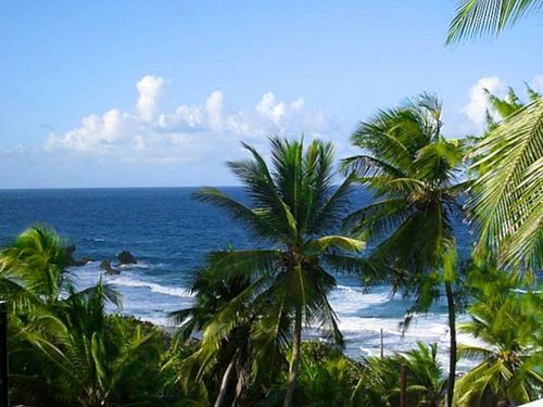 Barbados Flower Forest Tour