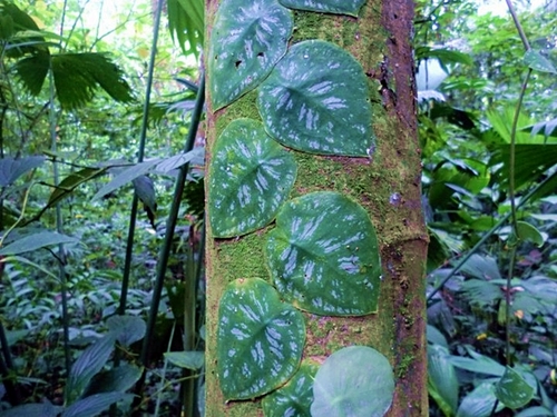 Puerto Limon rainforest  Reviews