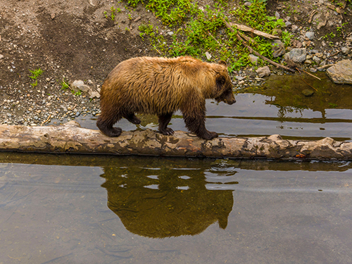 Sitka Private Bears, Raptors and Totem Excursion Tour Tickets
