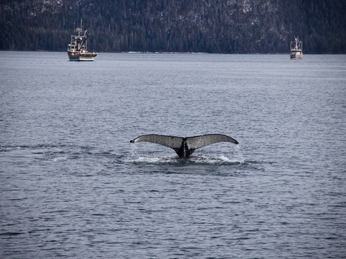 Sitka private whale Cruise Excursion Tickets