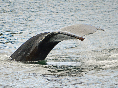 Sitka Alaska / USA Whale Watching Trip Prices