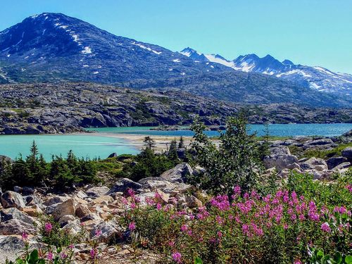 Skagway Alaska Wildlife Sightseeing Shore Excursion Cost
