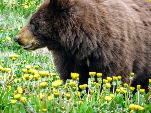 Skagway Alaska Yukon Discovery Sightseeing Excursion Reviews